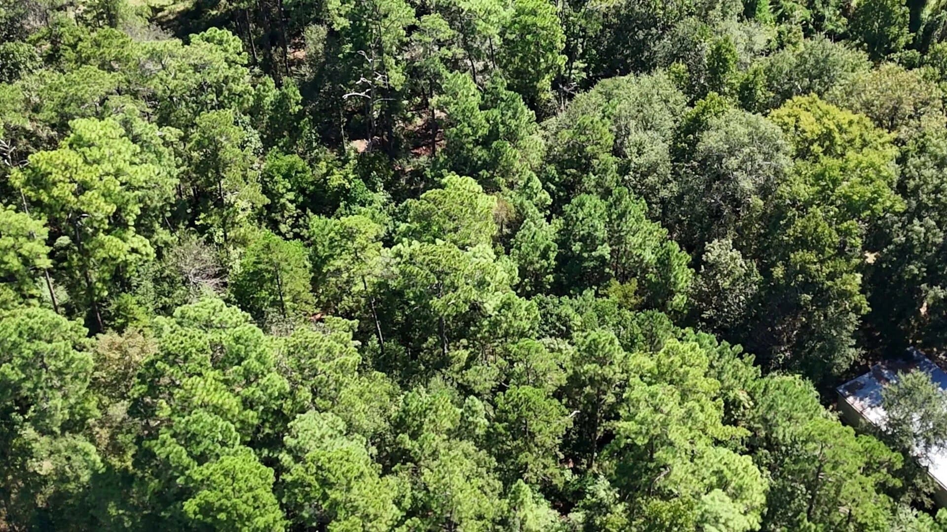 0.31 acres in Polk County - photo 14