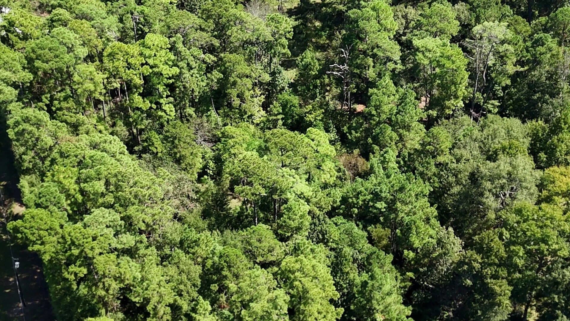 0.31 acres in Polk County - photo 17