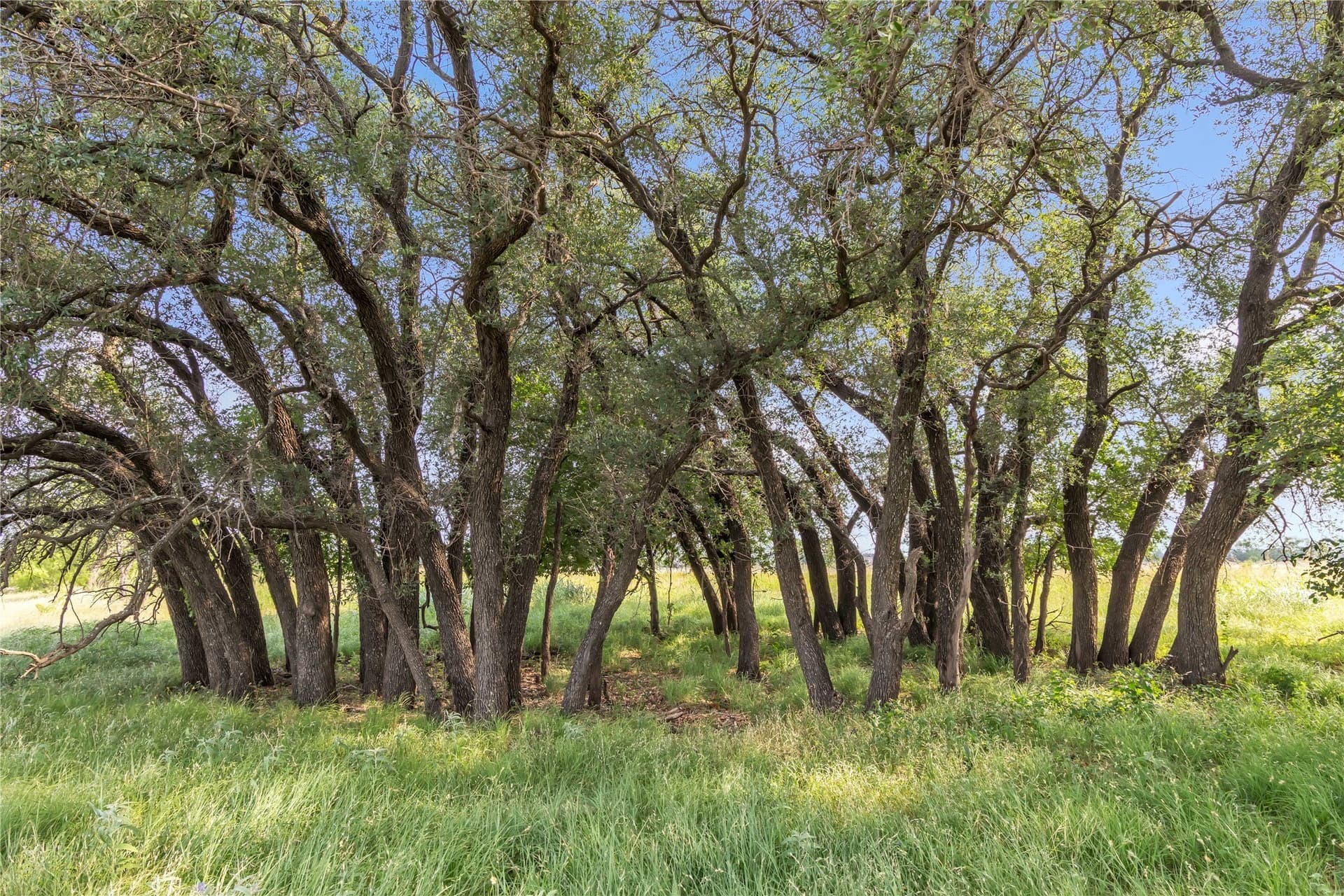 98 acres in Callahan County - photo 26