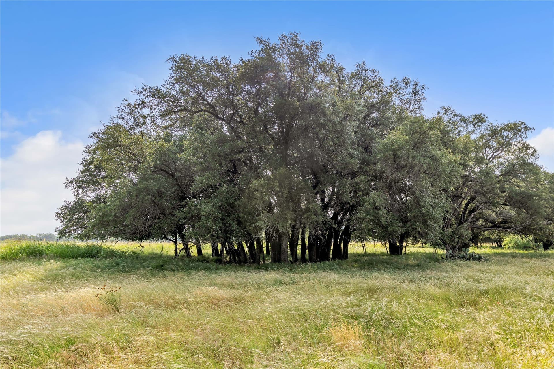 98 acres in Callahan County - photo 23