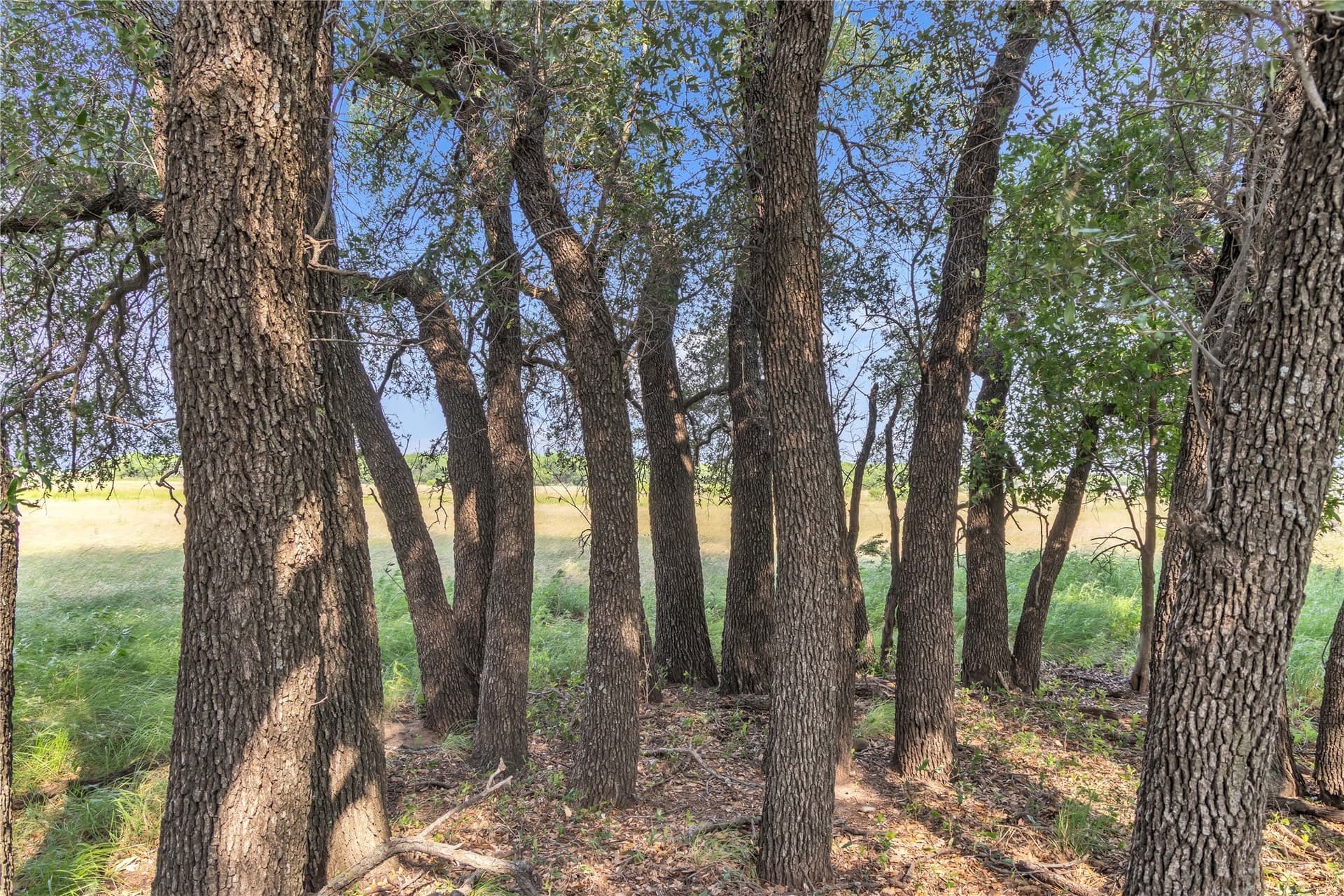 98 acres in Callahan County - photo 29