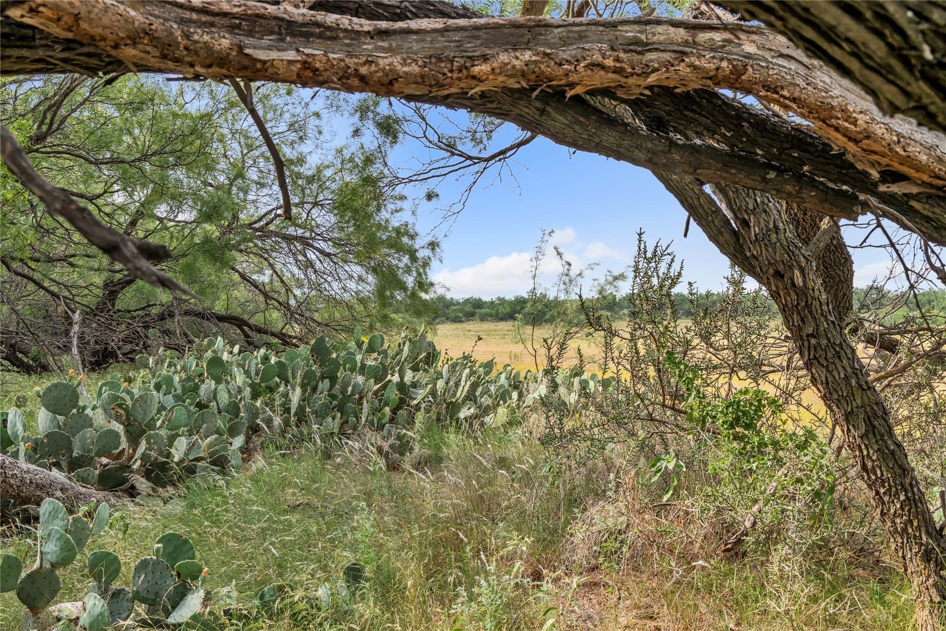 98 acres in Callahan County - photo 2