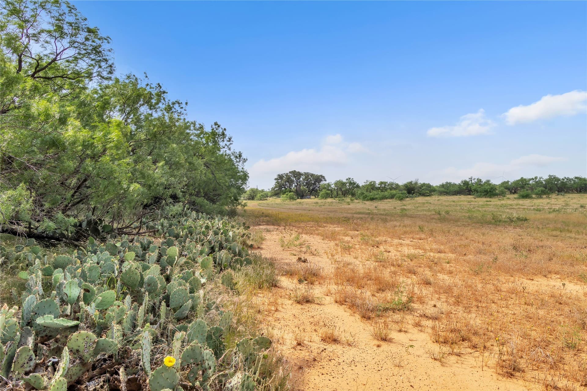 98 acres in Callahan County - photo 33