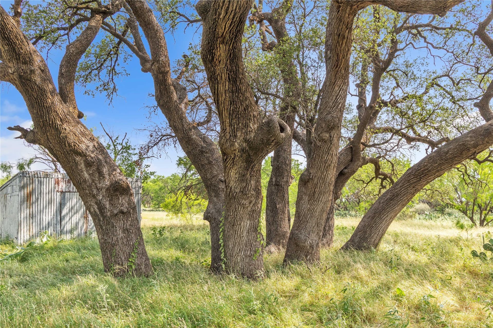 98 acres in Callahan County - photo 36