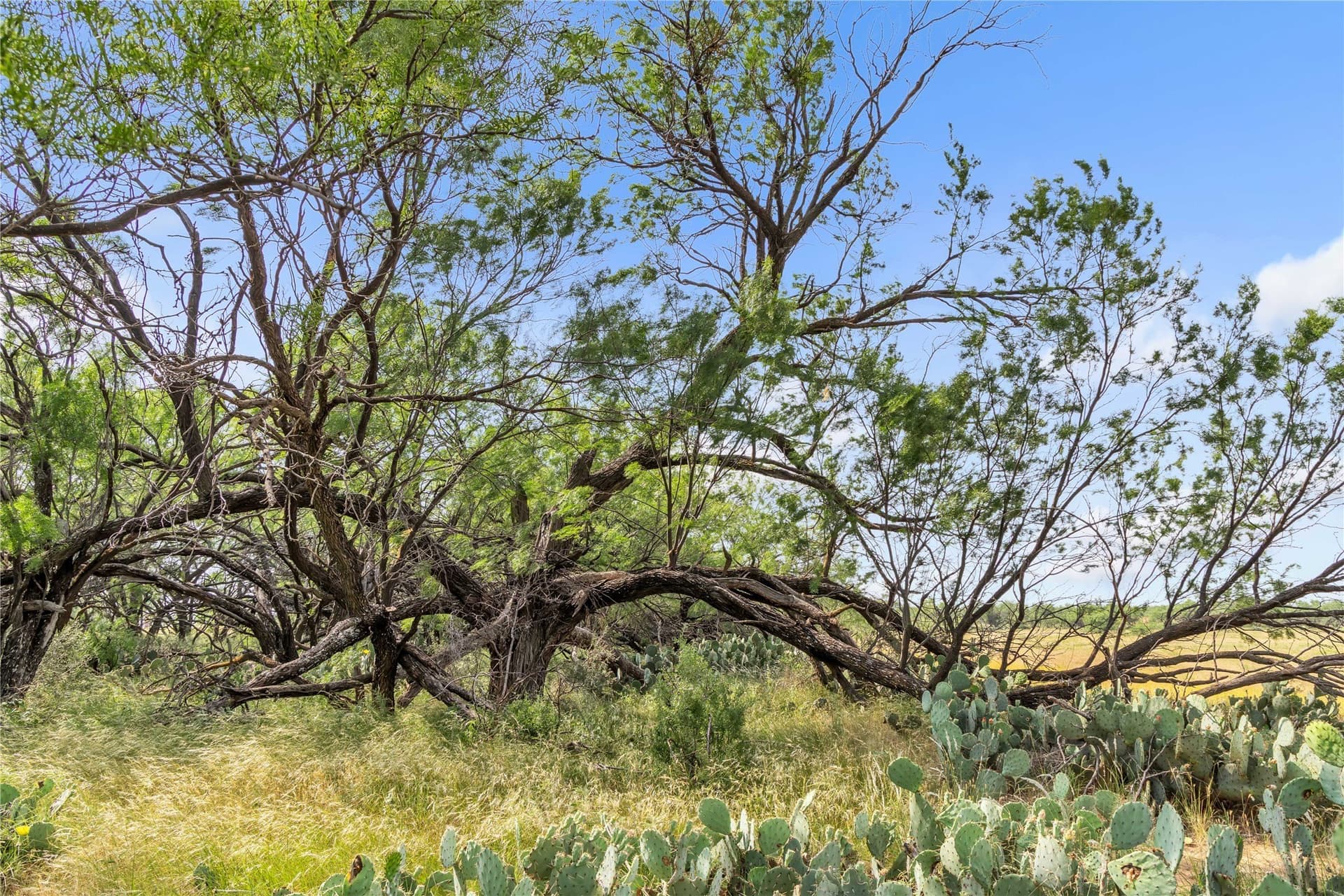 98 acres in Callahan County - photo 30