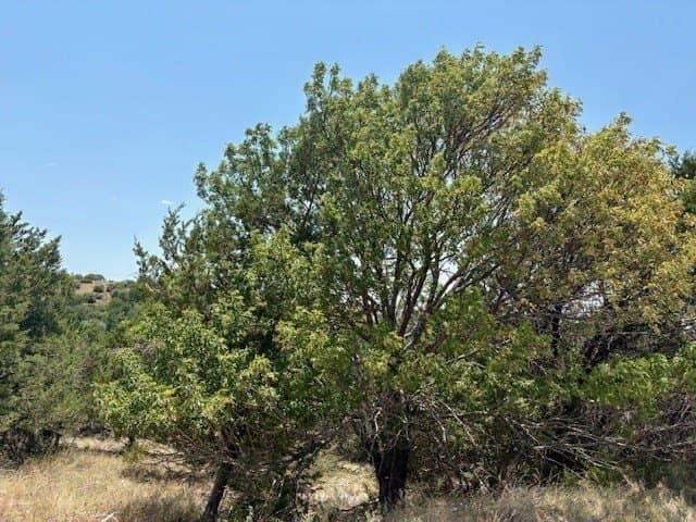 0.14 acres in Palo Pinto County - photo 9