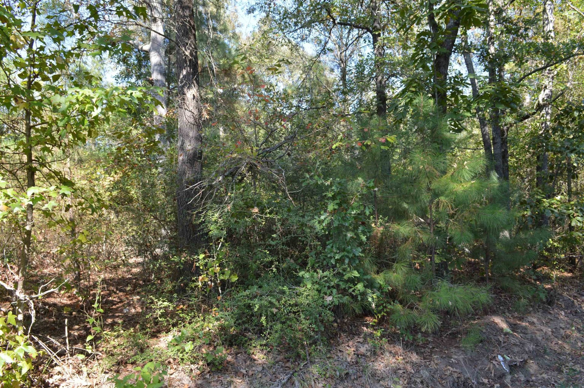 50 acres in Texas County gallery image 4
