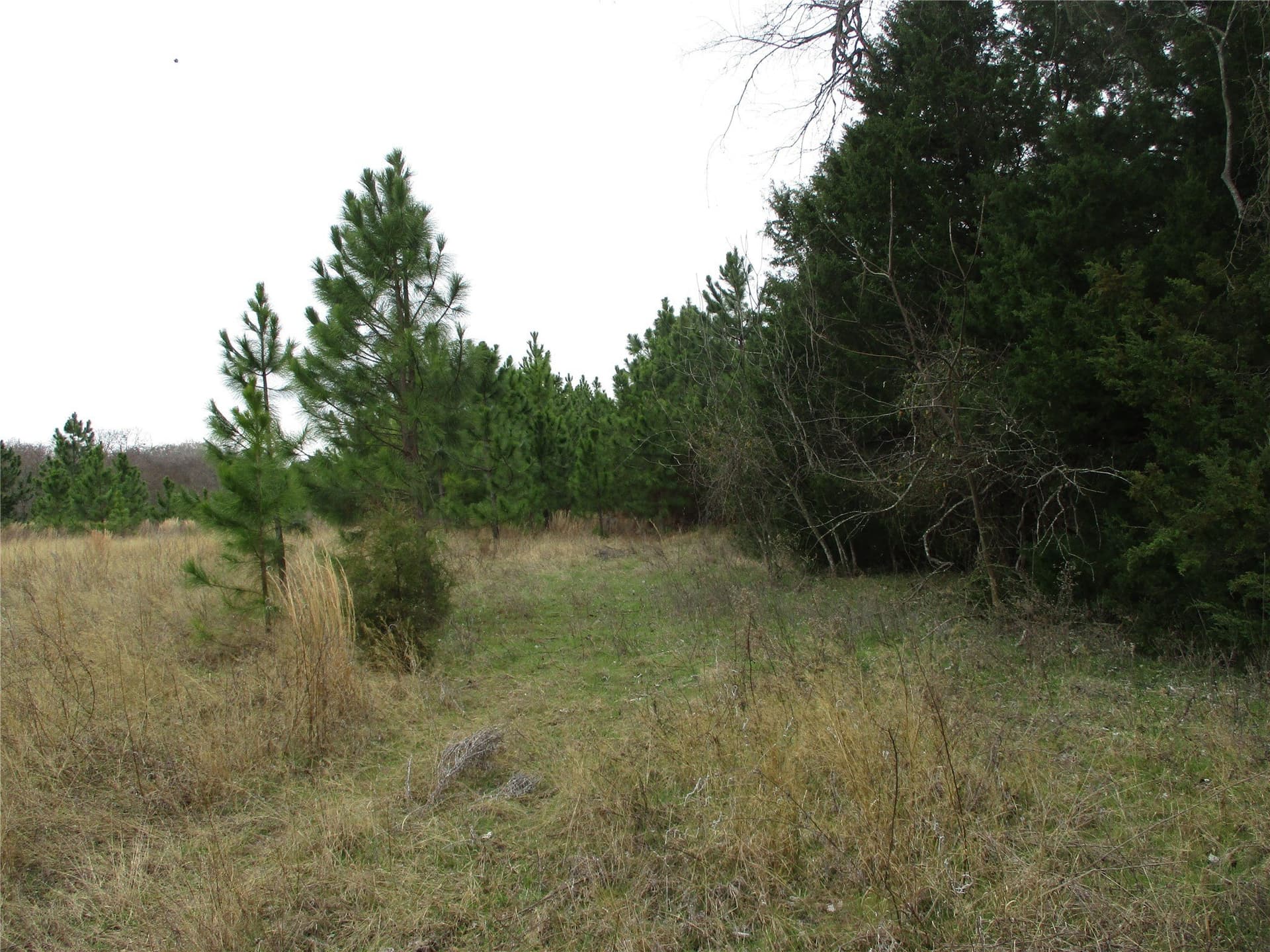 2.08 acres in Rains County gallery image 4