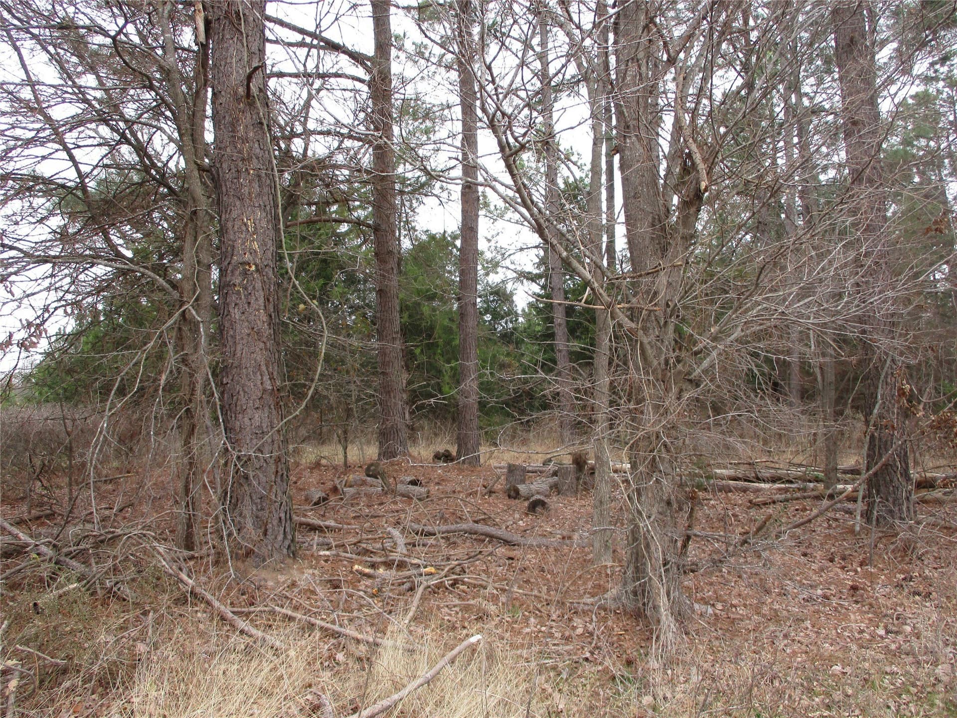 2.08 acres in Rains County gallery image 3
