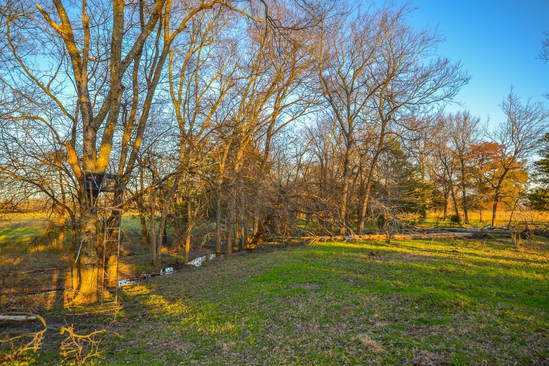 480 acres in Rains County - photo 13