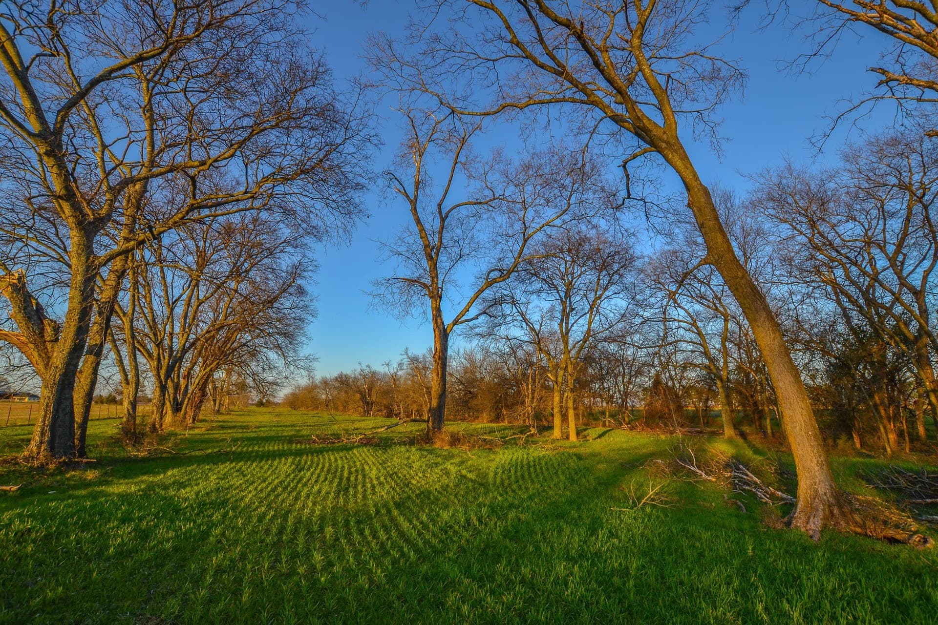 480 acres in Rains County gallery image 3