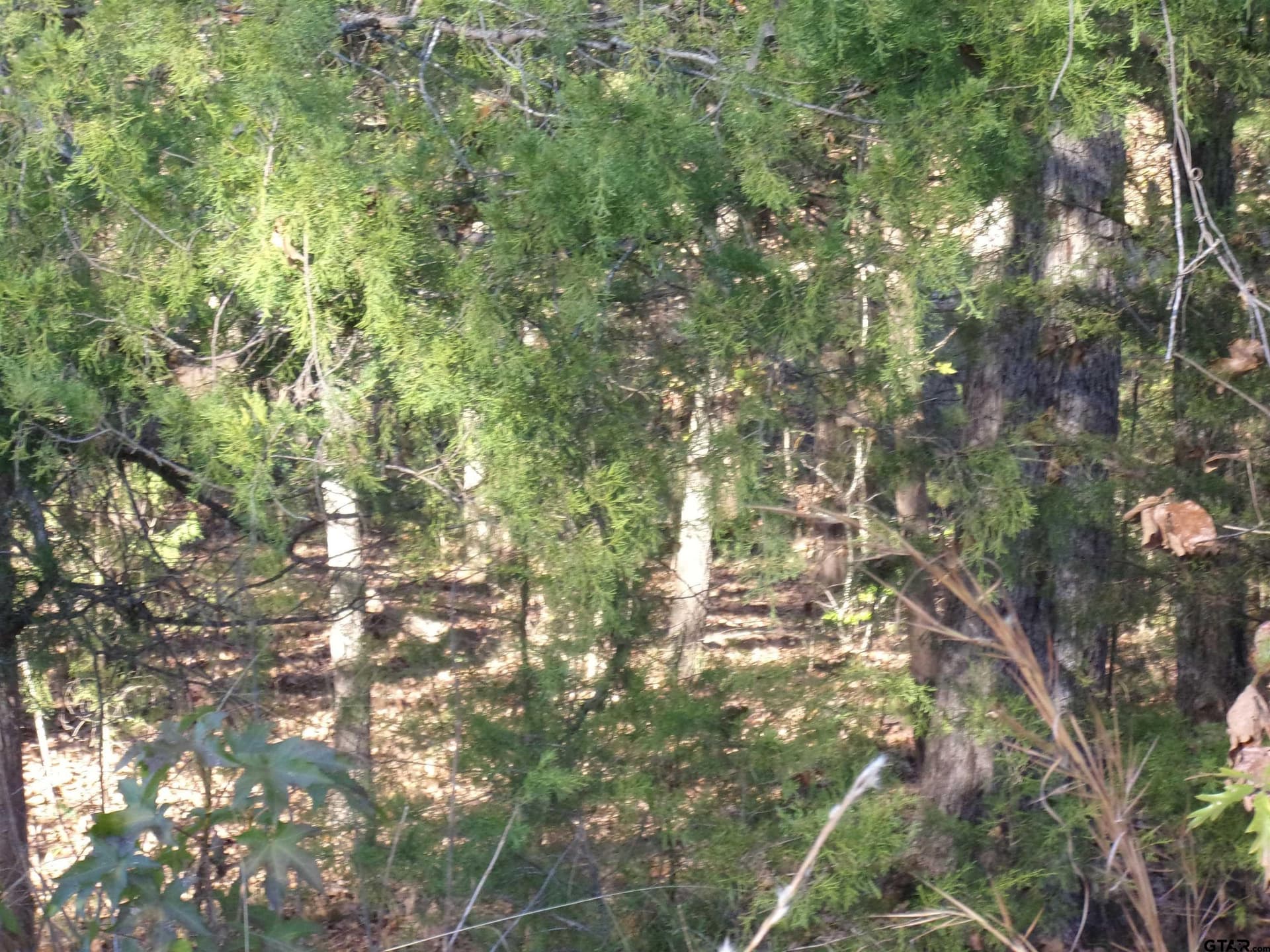 0.55 acres in Van Zandt County - photo 6