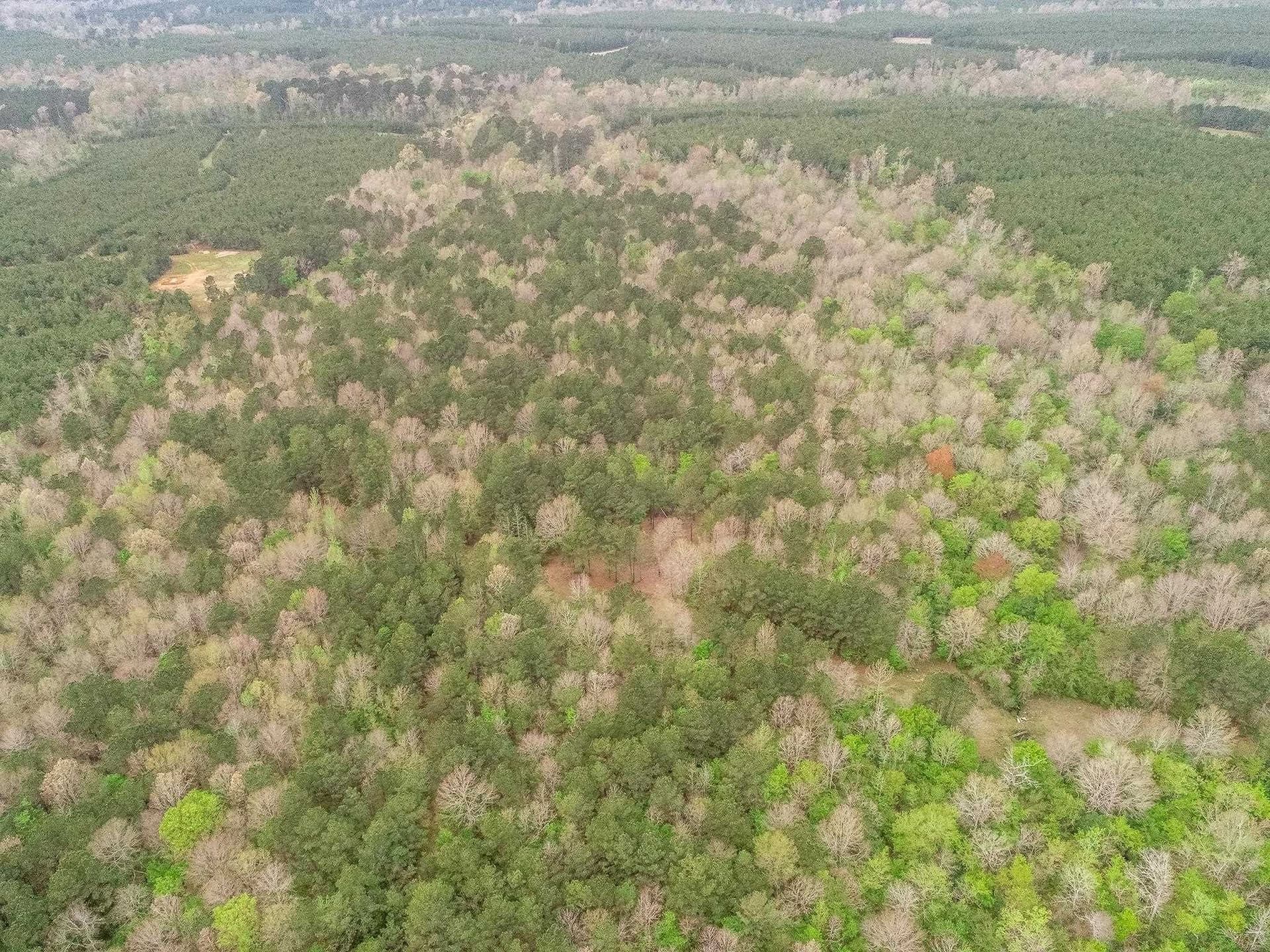 81.24 acres in Panola County - photo 42