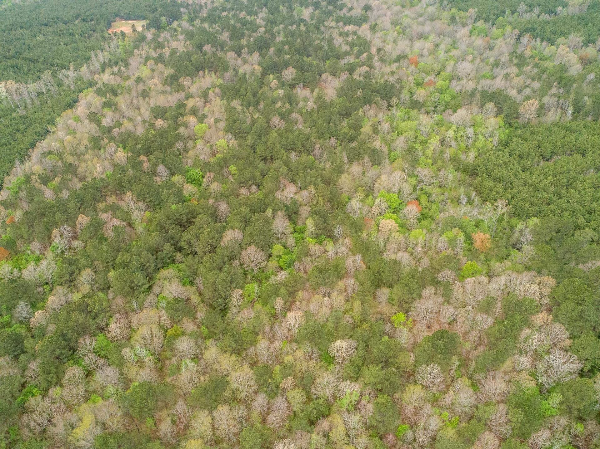 81.24 acres in Panola County - photo 40