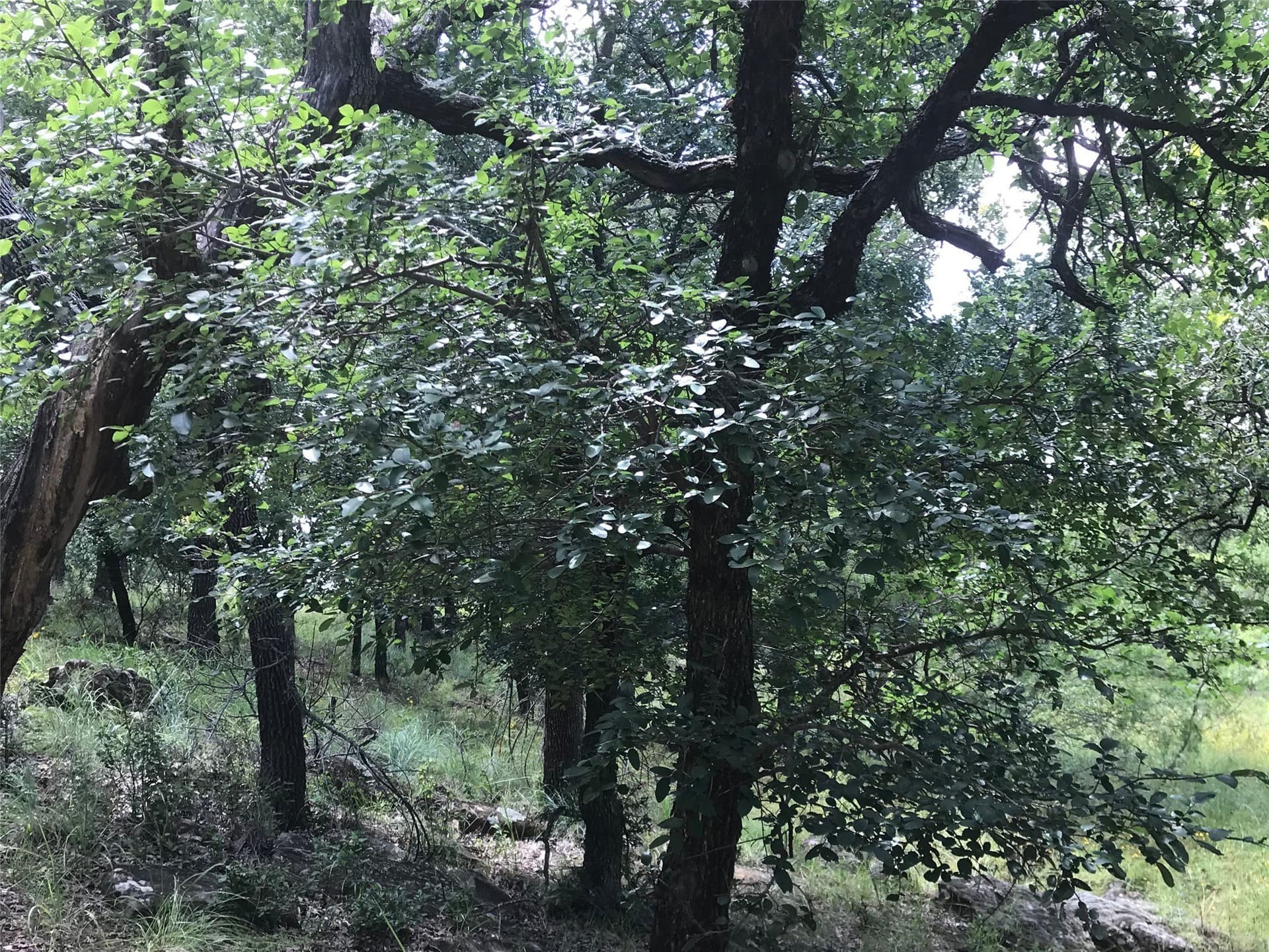 1.01 acres in Wise County - photo 5