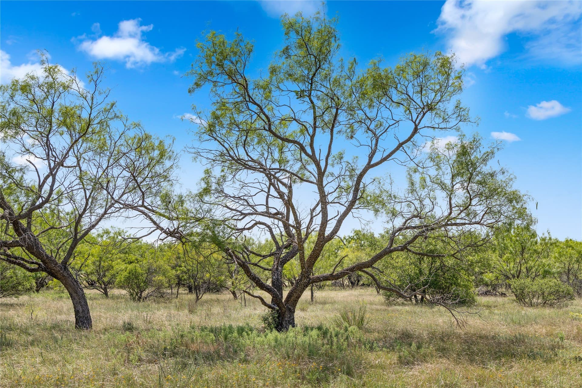 400 acres in Callahan County - photo 9