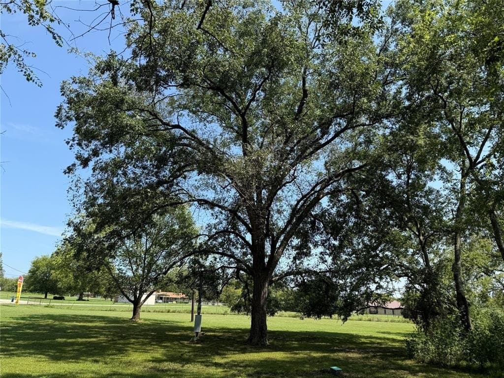 3 acres in Rains County gallery image 4