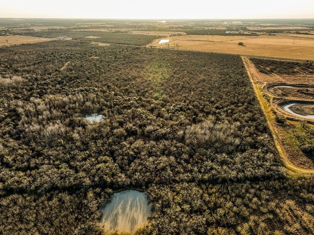 62 acres in Austin County gallery image 4