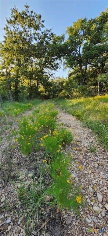 41.92 acres in Bell County gallery image 3