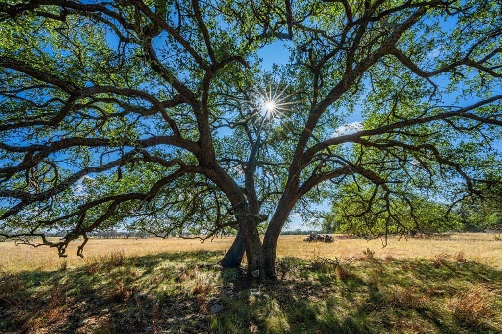 6.3 acres in Gillespie County - photo 9