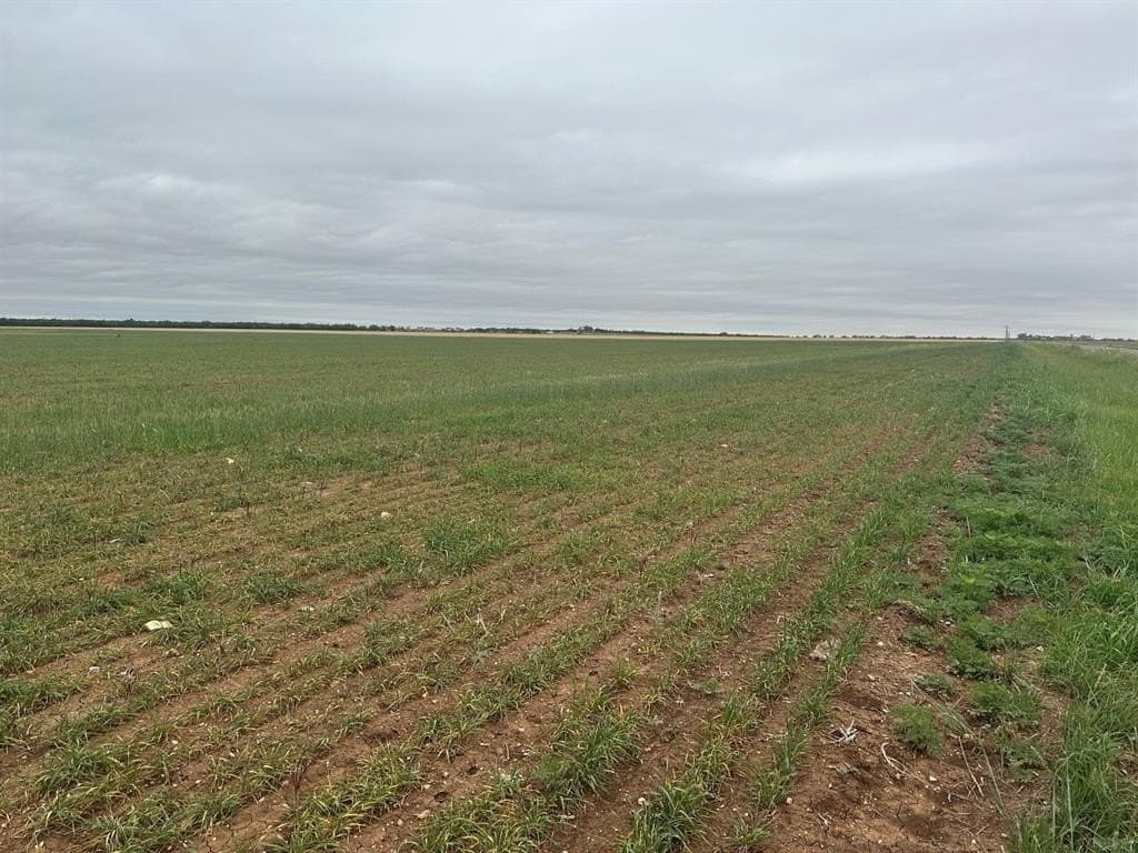 14 acres in Jones County gallery image 3