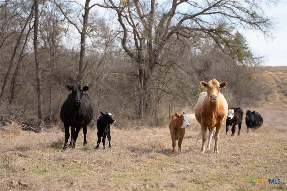 359 acres in Bell County - photo 16
