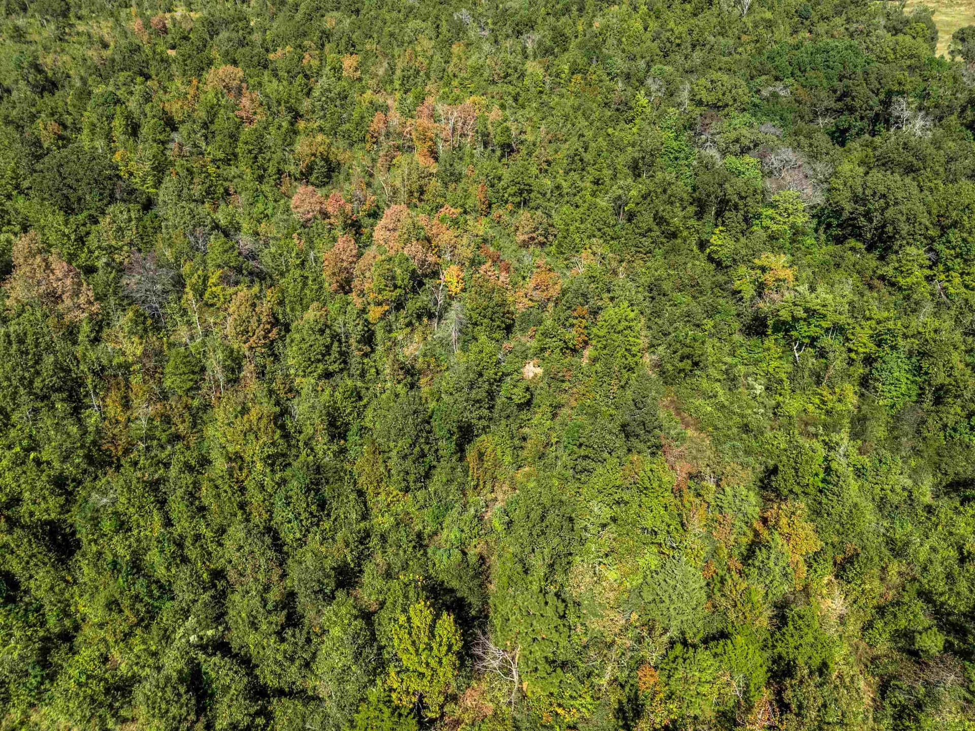 48.13 acres in Rusk County - photo 7