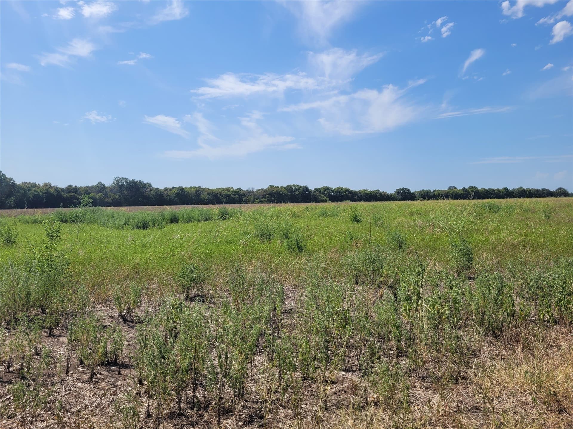 10.01 acres in Red River (TX) County - photo 11