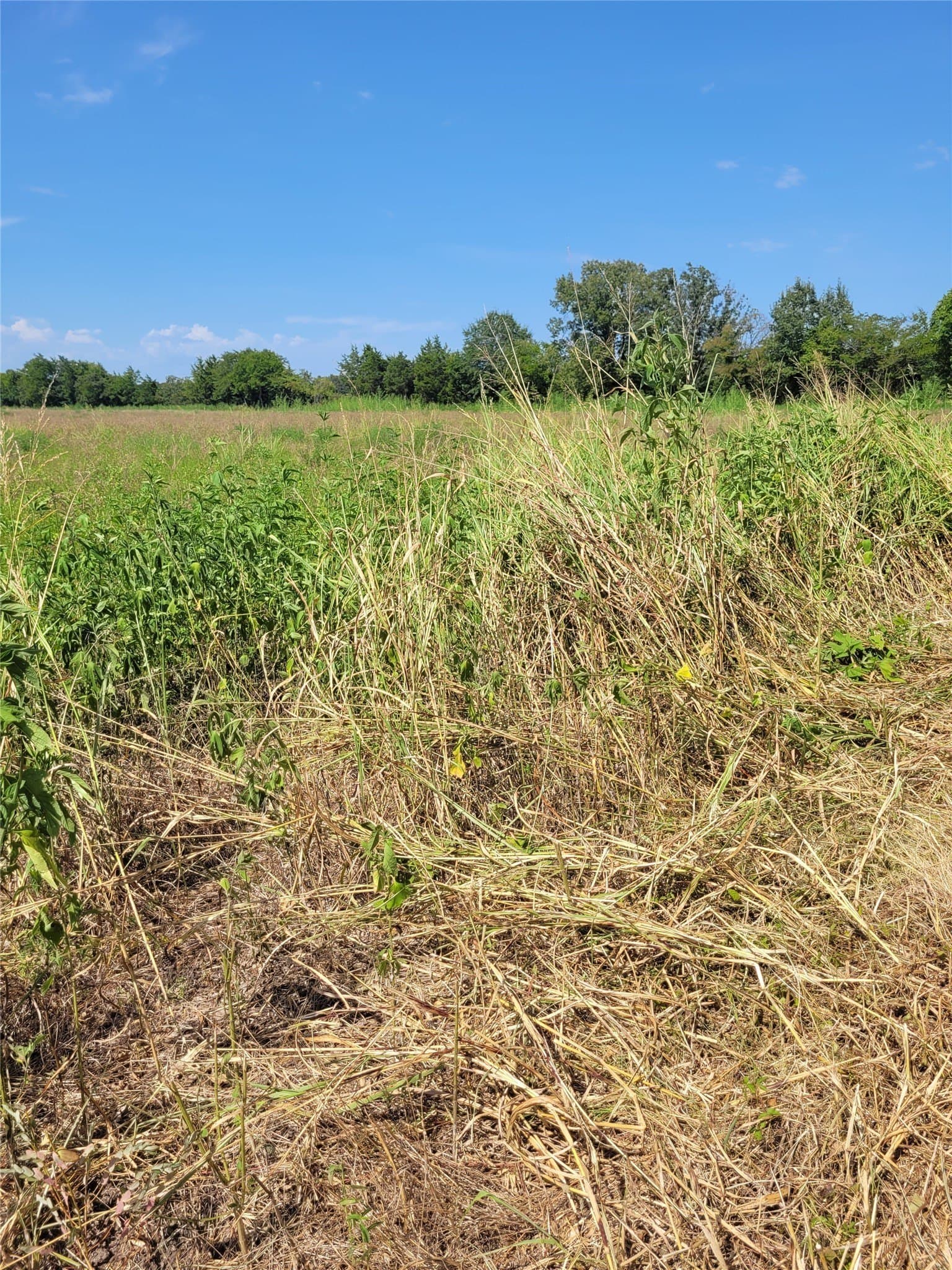 10.01 acres in Red River (TX) County - photo 4