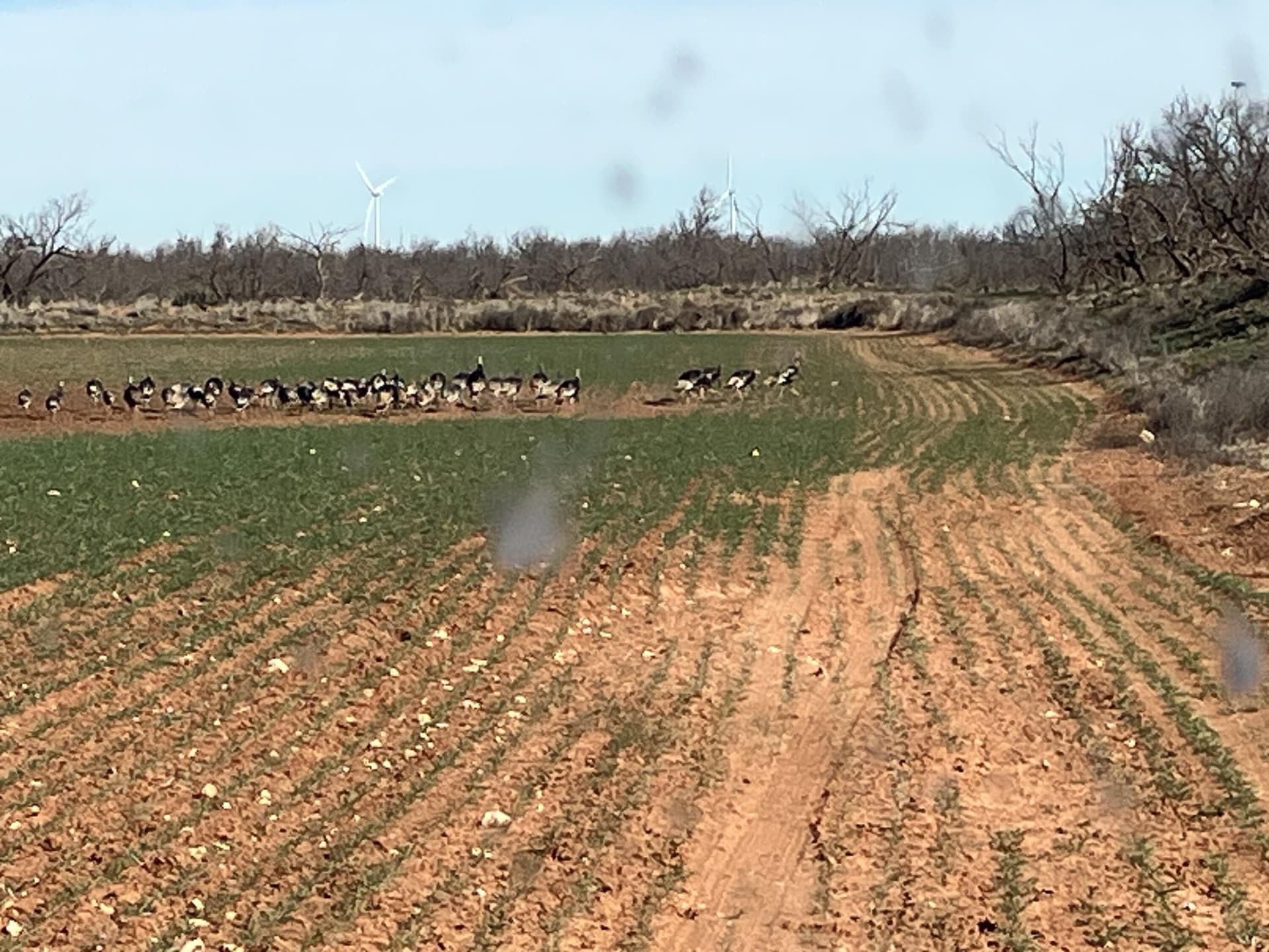 320 acres in Lynn County gallery image 3