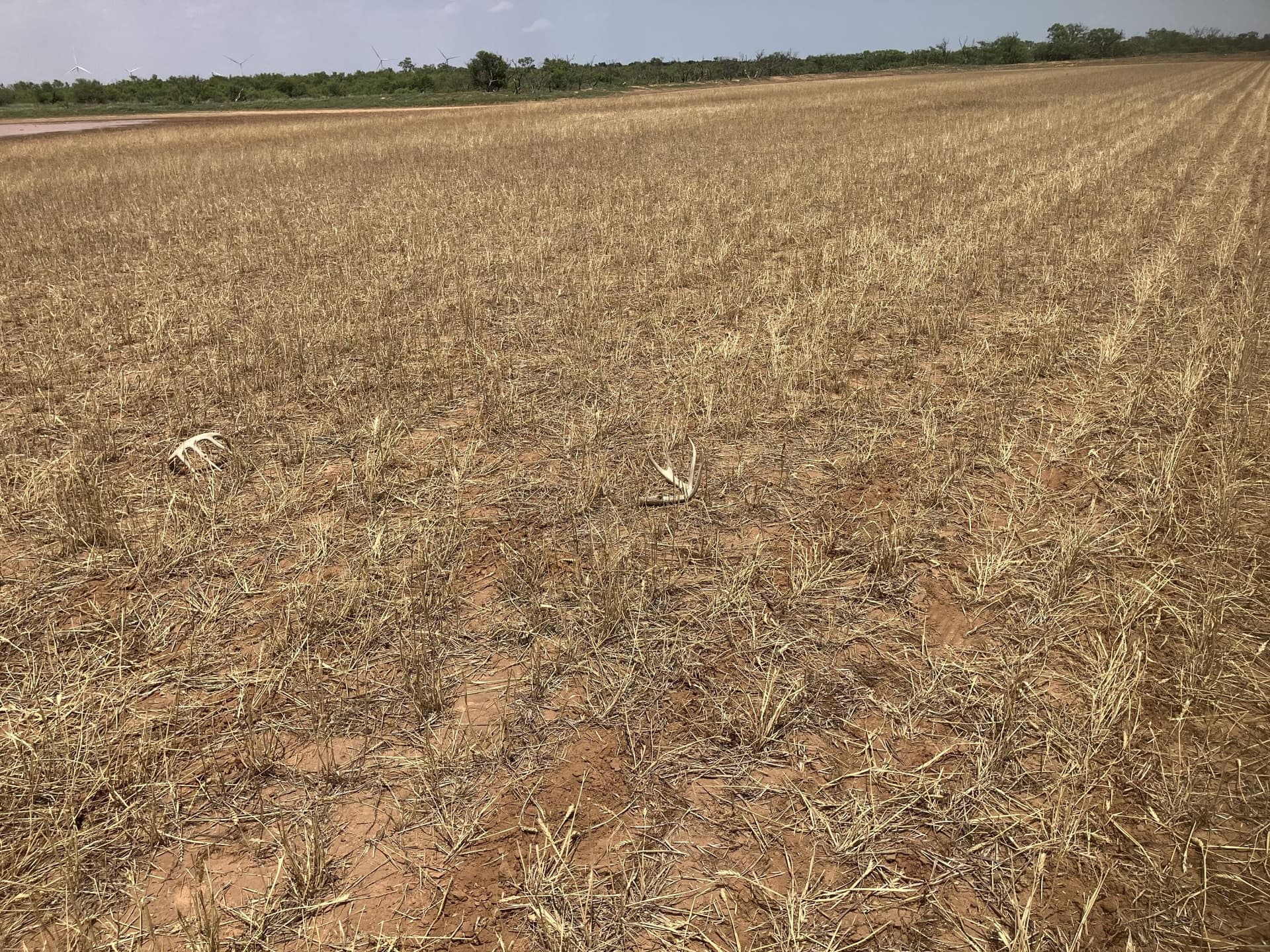 320 acres in Lynn County