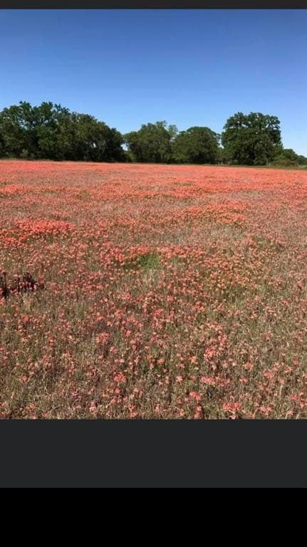 31.62 acres in Wise County gallery image 4