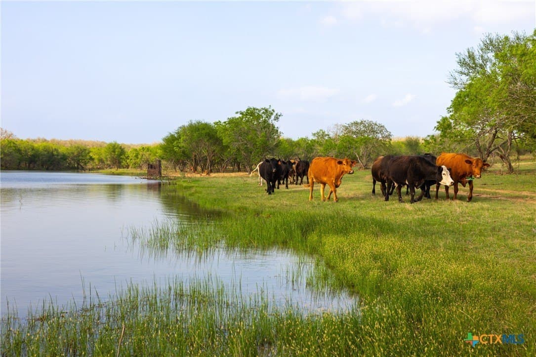 120 acres in Guadalupe County gallery image 3