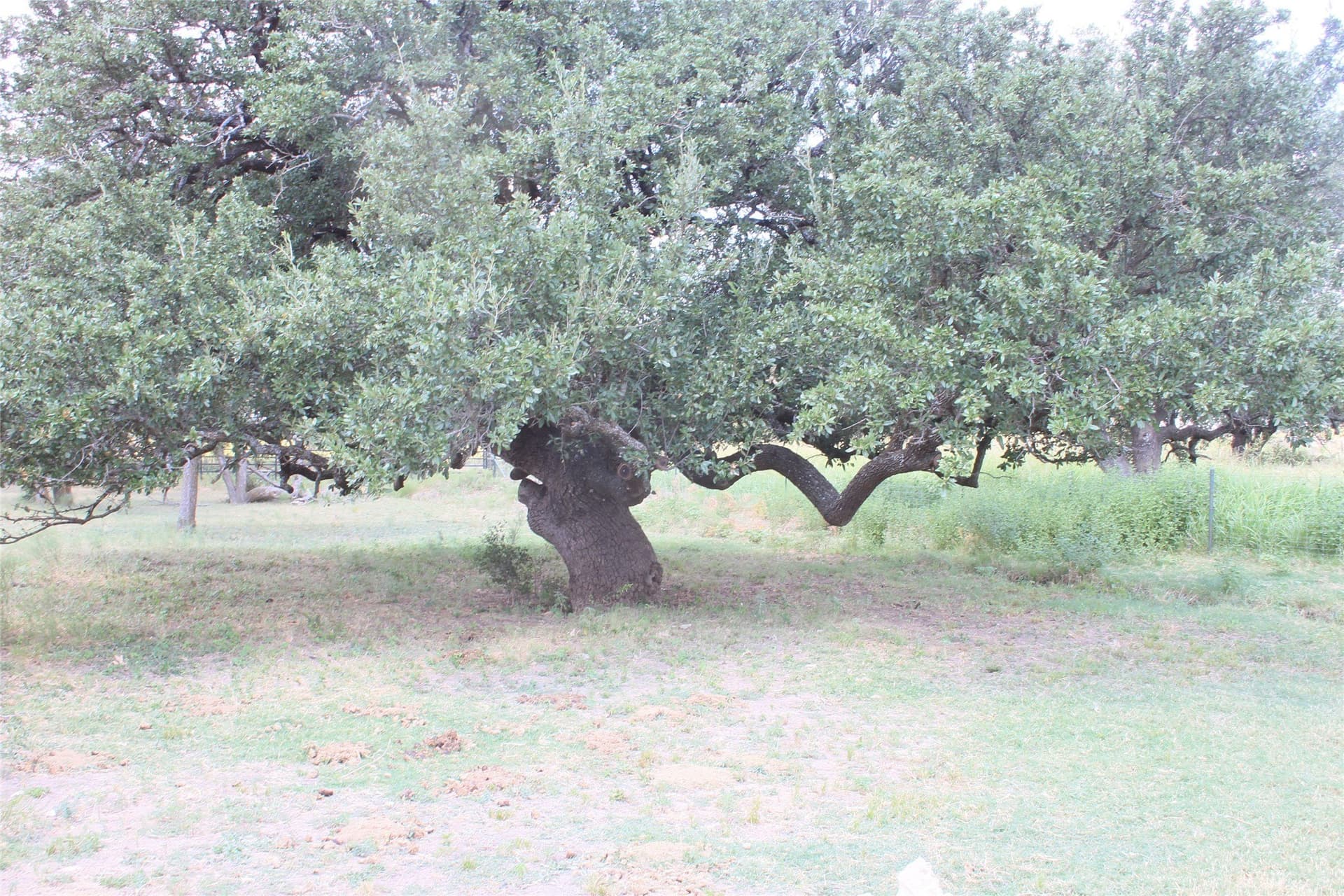 1.98 acres in San Saba County gallery image 4