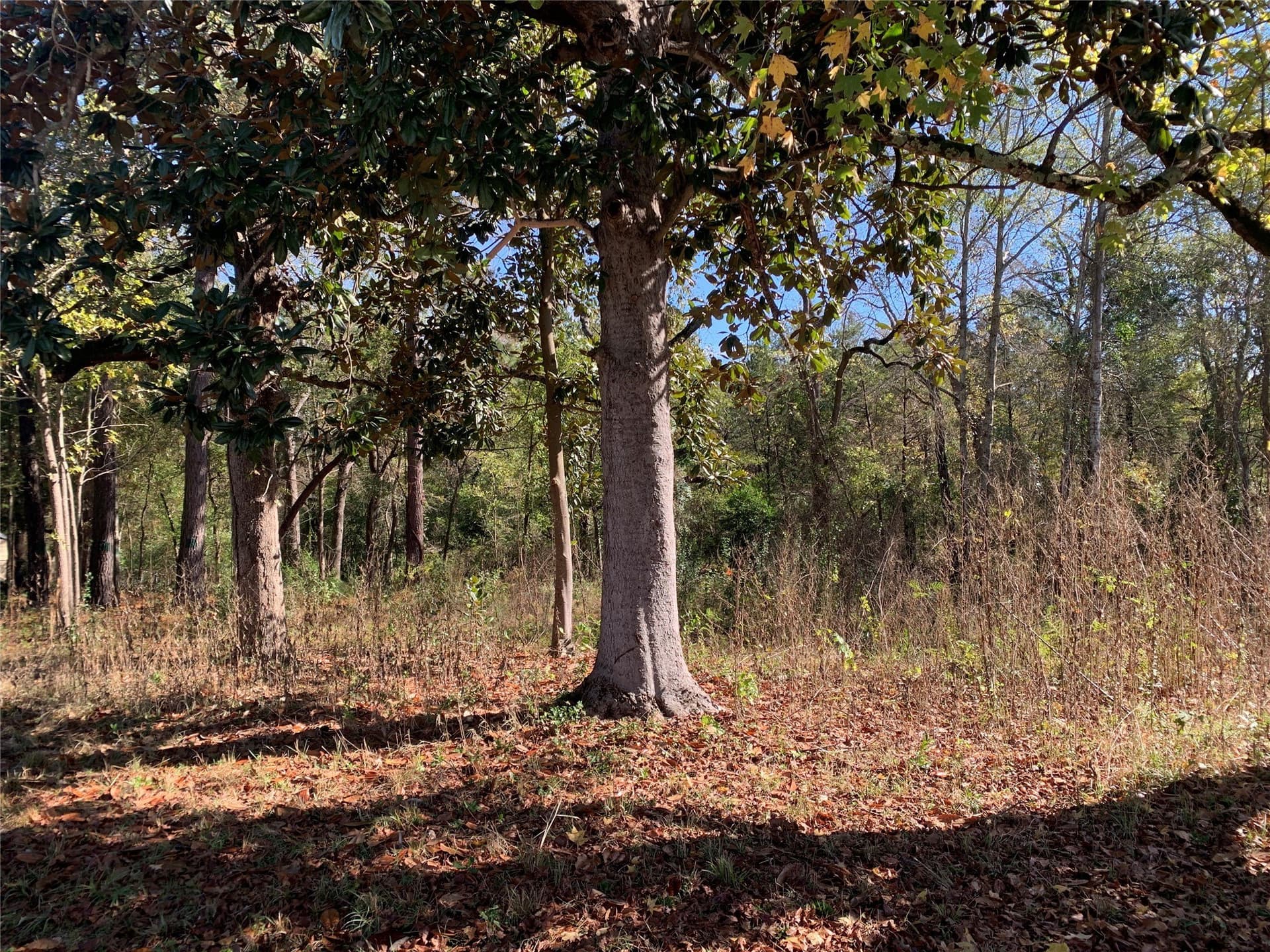 1.13 acres in Henderson County - photo 7