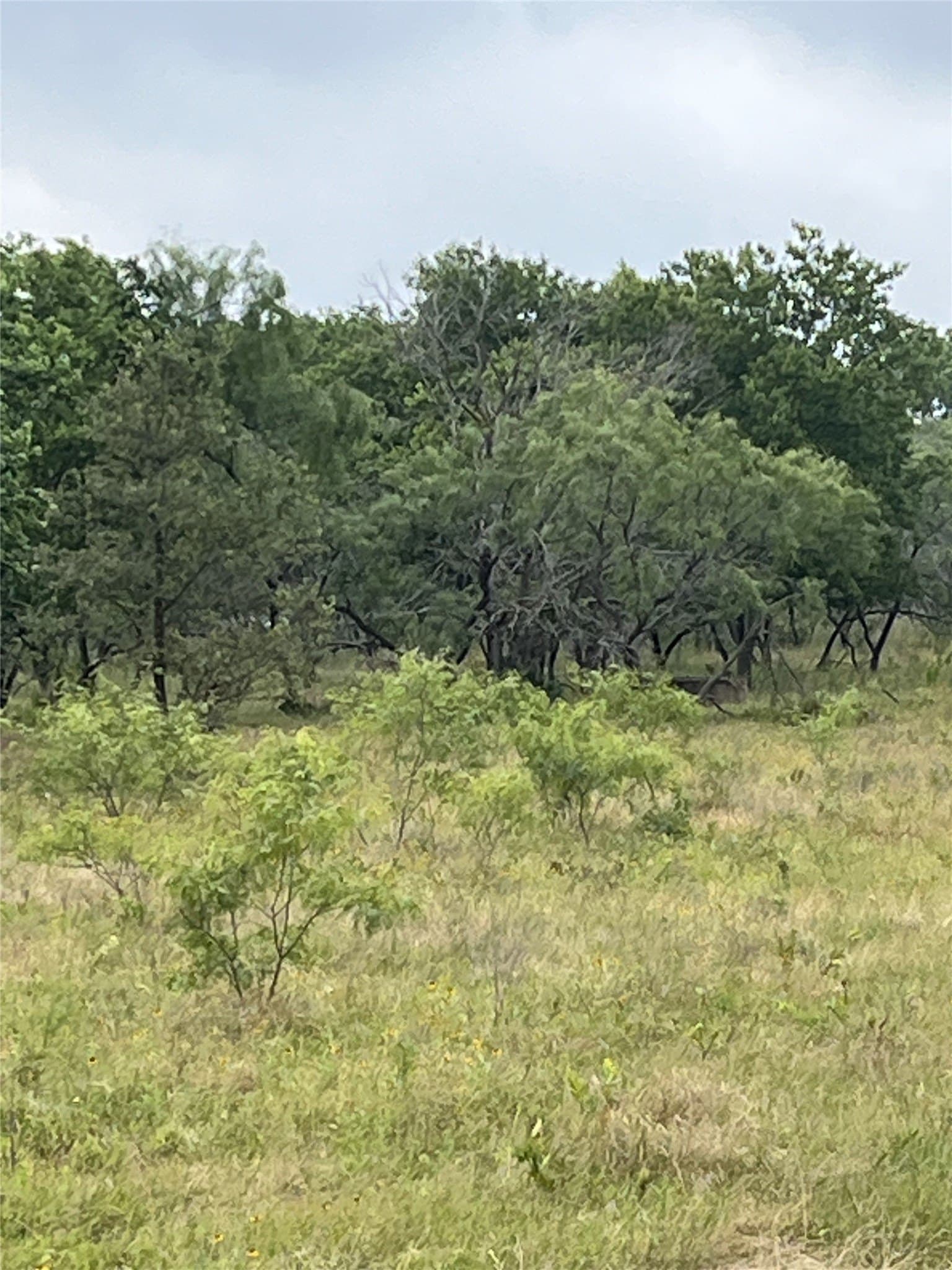 45.05 acres in Limestone County - photo 5