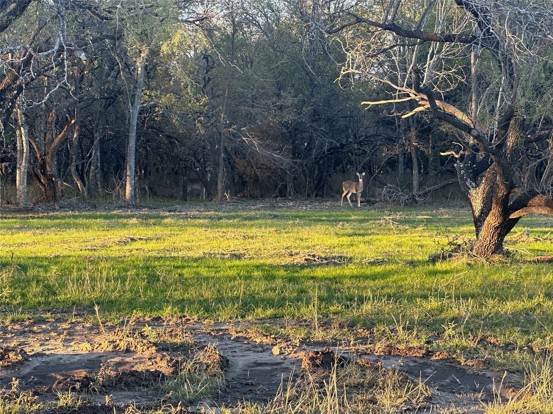 13.13 acres in Navarro County - photo 4
