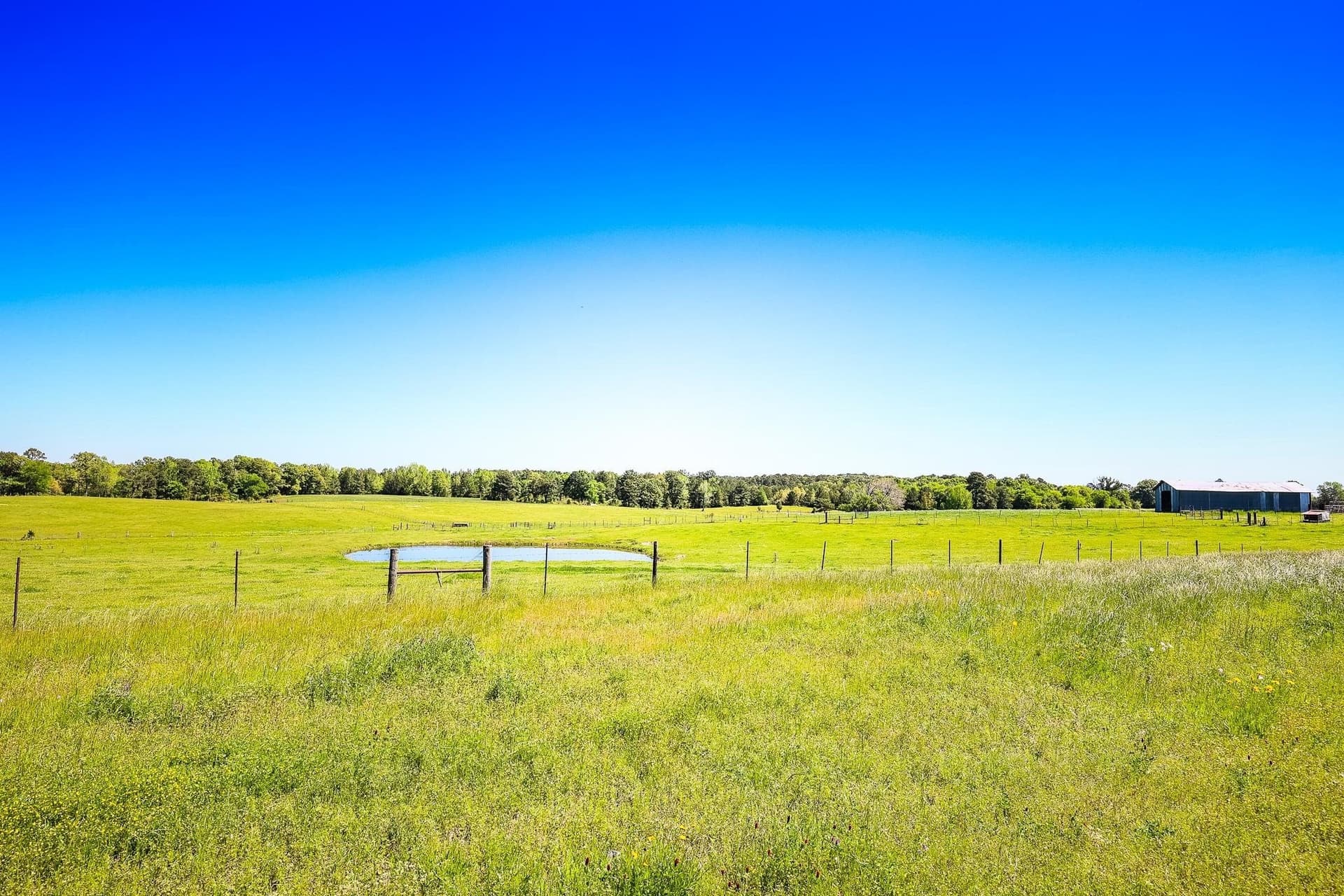 137 acres in Panola County gallery image 2