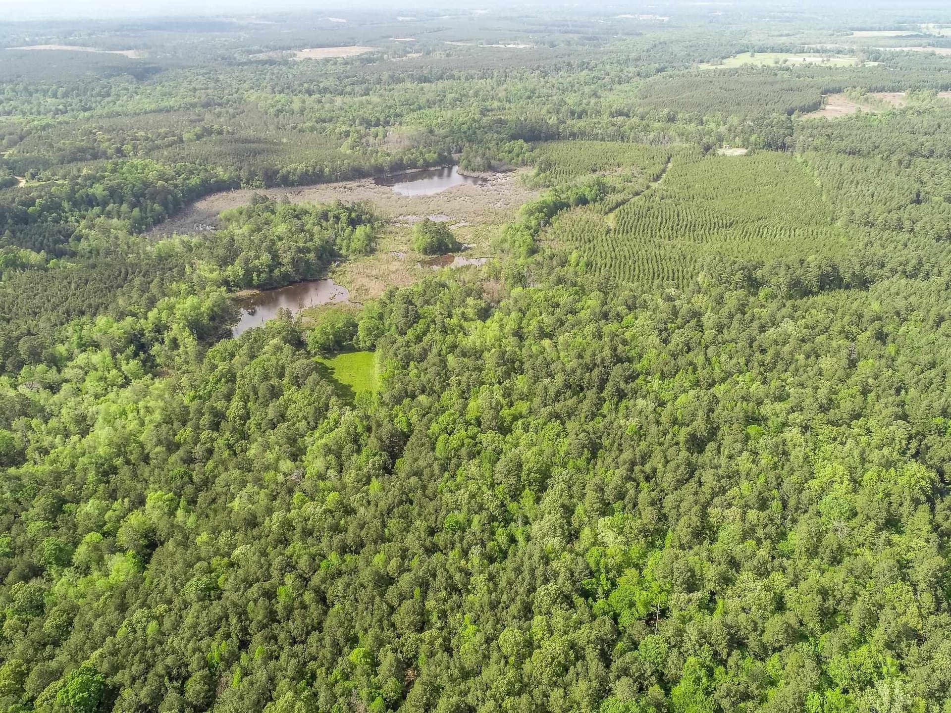 137 acres in Panola County featured view