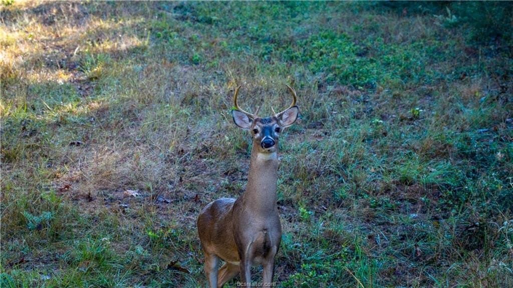 171 acres in Leon County - photo 9