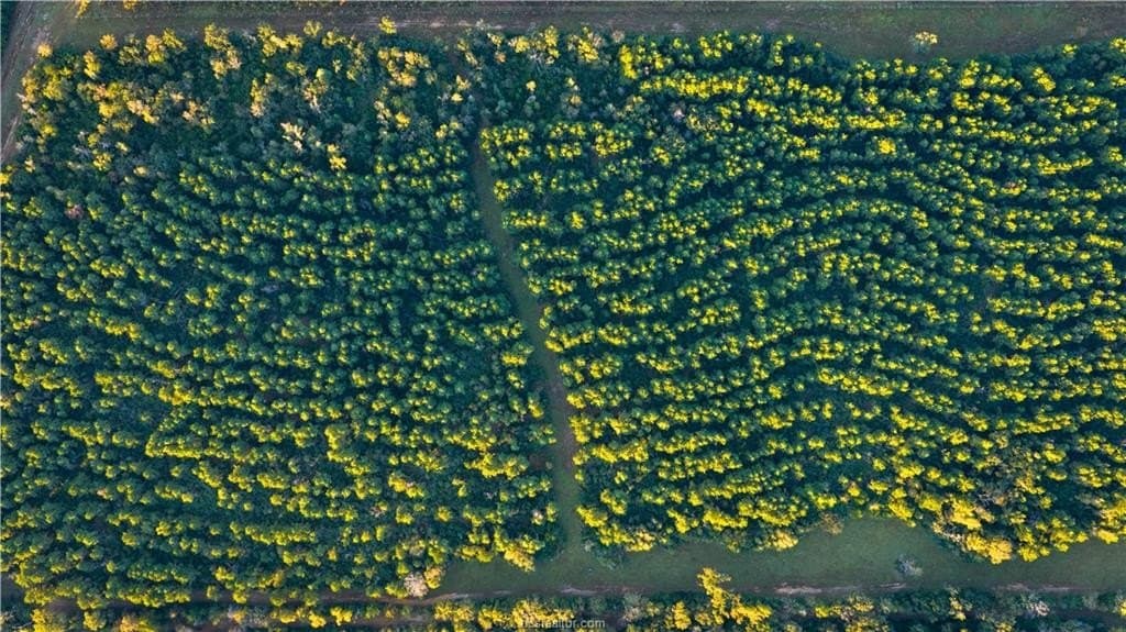171 acres in Leon County - photo 22