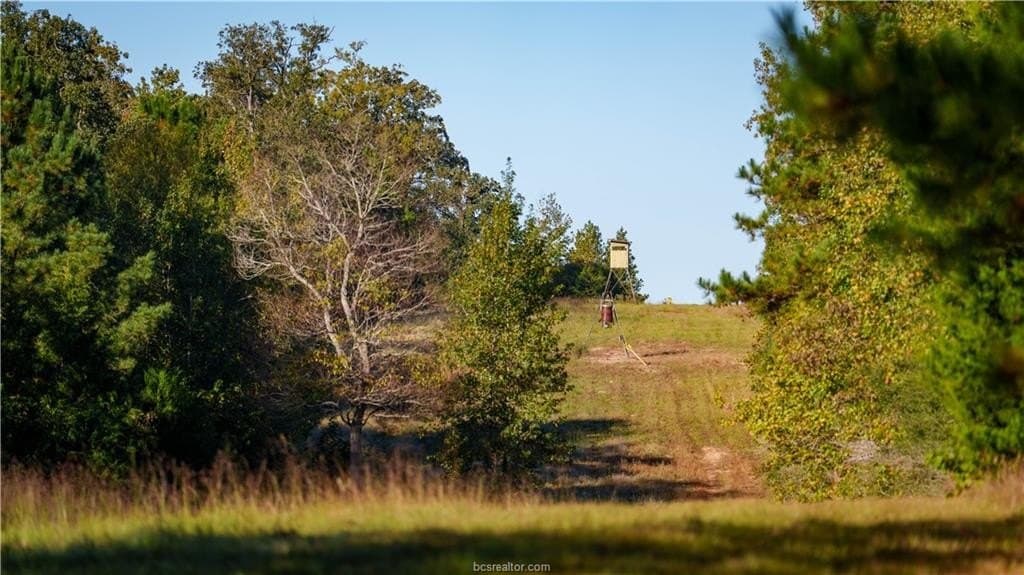 171 acres in Leon County gallery image 3
