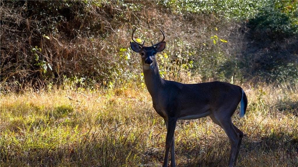 171 acres in Leon County - photo 45
