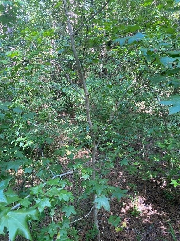 3.5 acres in Texas County - photo 4
