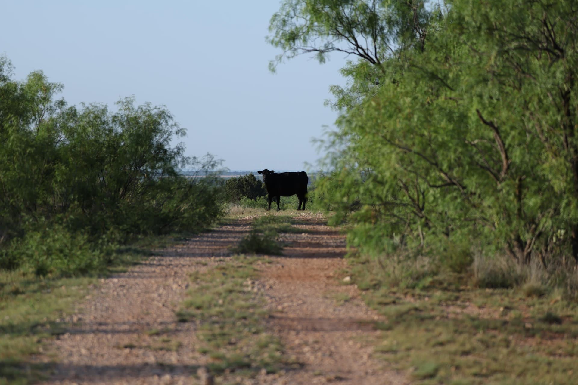 393.83 acres in Fisher County