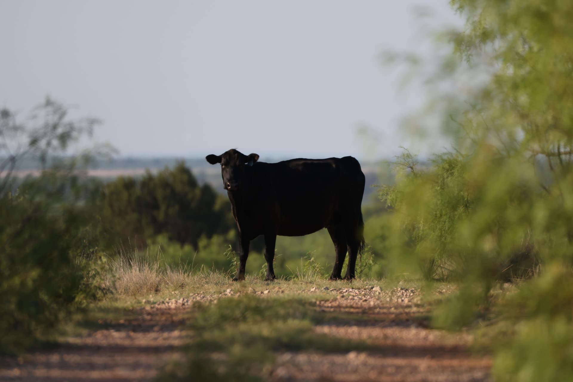 393.83 acres in Fisher County gallery image 2