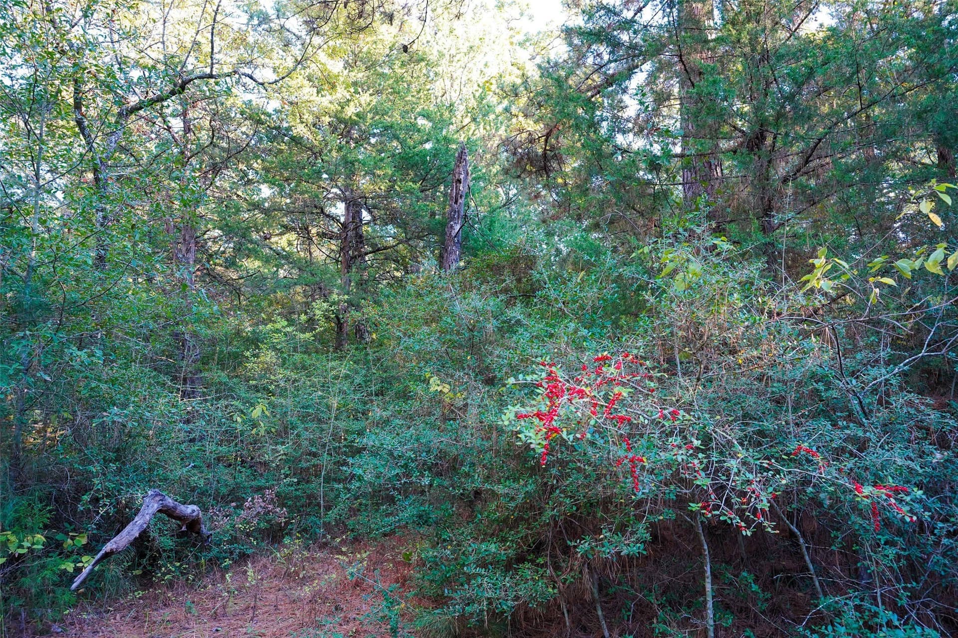 40 acres in Freestone County - photo 15