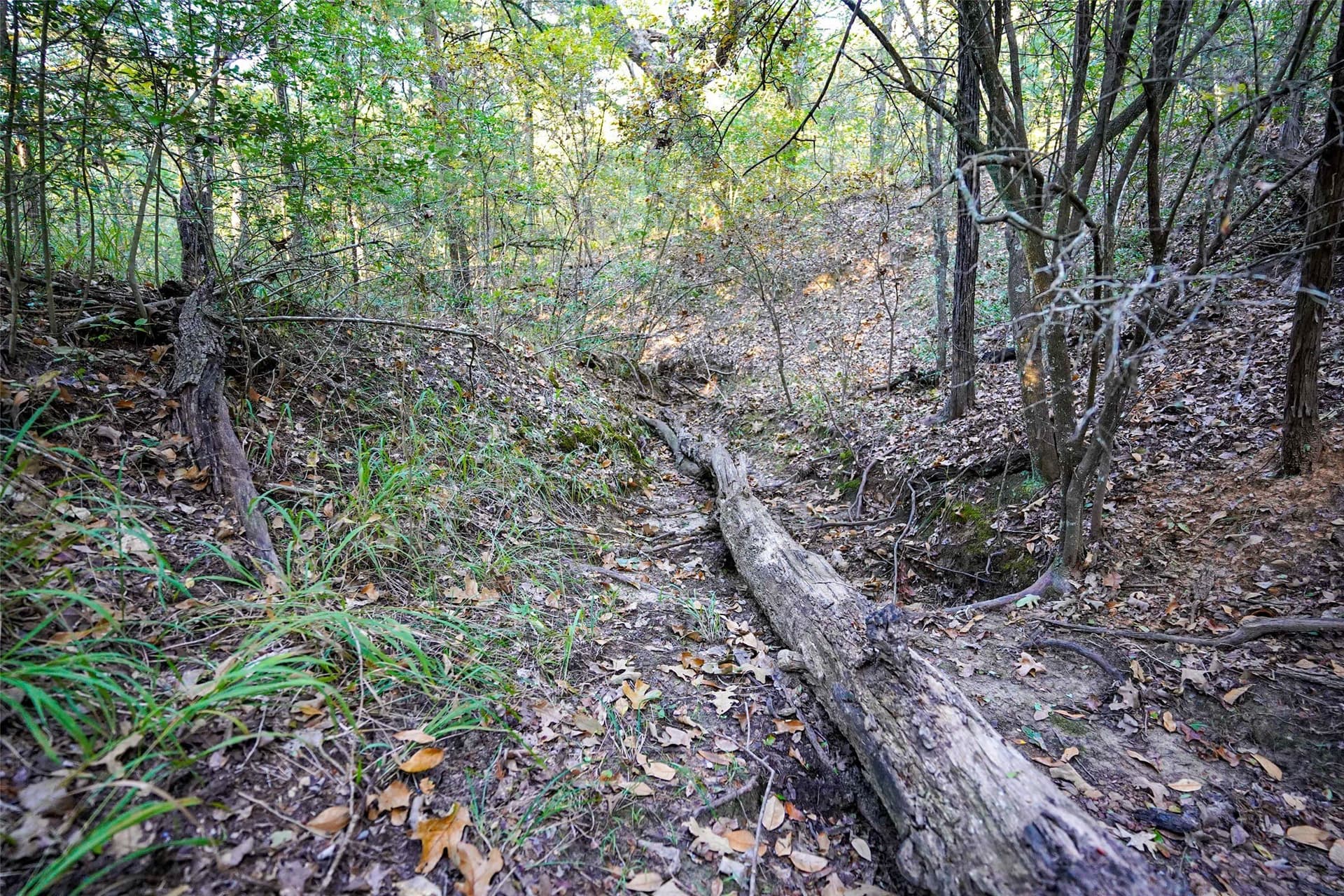 40 acres in Freestone County - photo 7