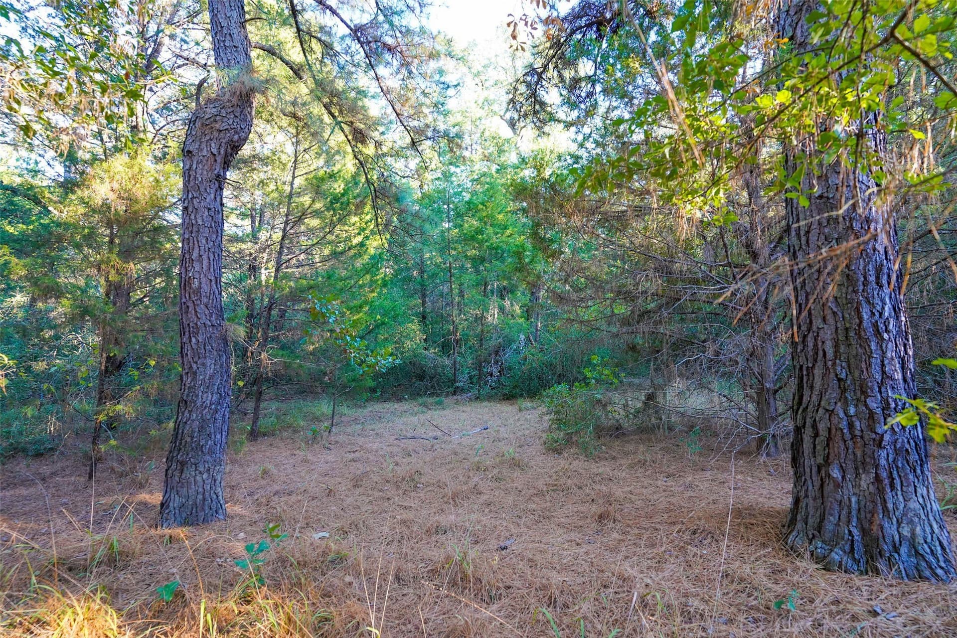 40 acres in Freestone County - photo 6