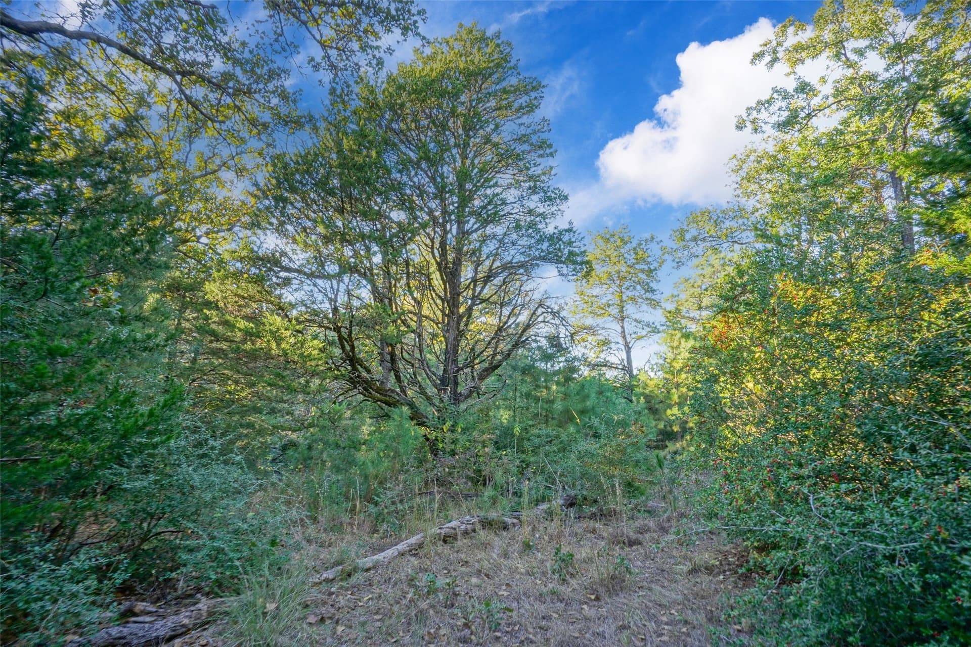 40 acres in Freestone County - photo 8